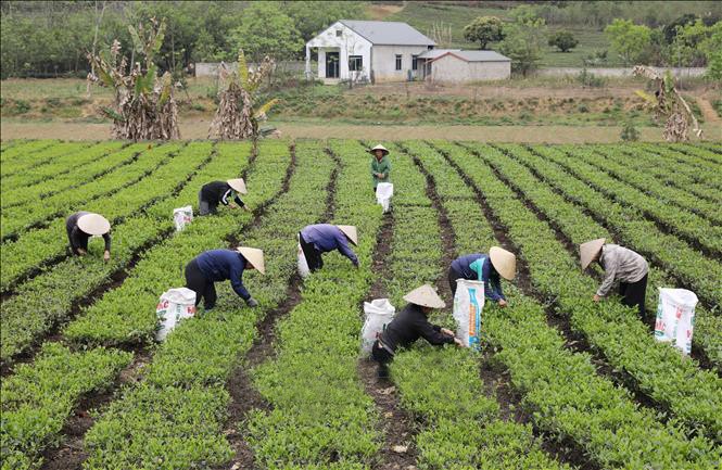 Nông dân xã Động Đạt (Phú Lương, Thái Nguyên) thu hái chè Xuân. che.jpg