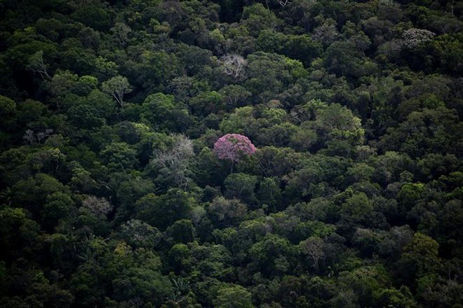 Rừng nhiệt đới Amazon tại bang Amazonas, Brazil. rung-amazon.jpg