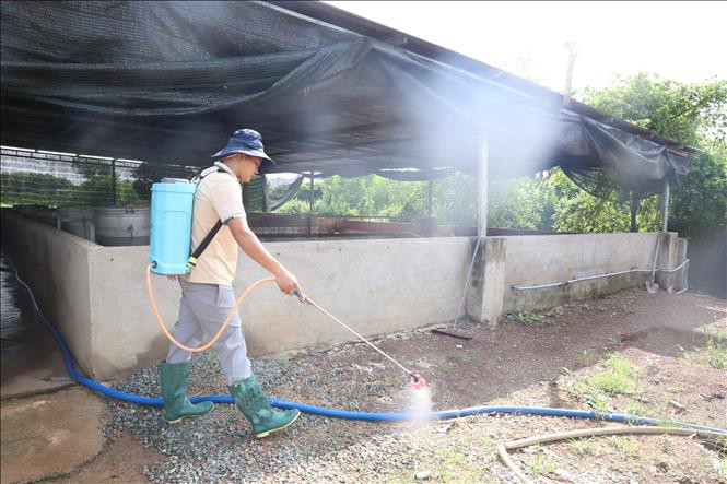 Người chăn nuôi tăng cường phun khử khuẩn chuồng trại thường xuyên tuần từ 2 - 3 lần để phòng, chống dịch tả lợn Châu Phi. Ảnh: Hoàng Nhị/TTXVN dich-ta-2.jpg