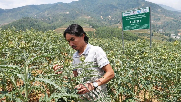 Người dân phường Sa Pa, tỉnh Lào Cai chăm sóc vườn cây dược liệu actiso.