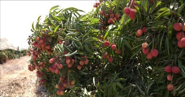 Những chùm vải đầu mùa chín đỏ rực trên cánh đồng rộng gần 10 ha ở ngoại ô thành phố HaBonim. 12-7-vai-israel-3-800.jpg