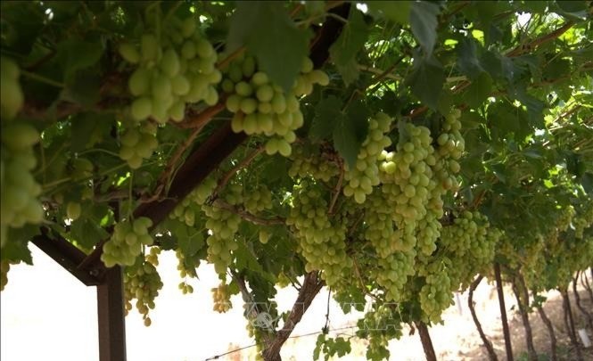 Cùng với vải thiều, trang trại Bananot Hahof còn trồng một trong những loại nho ngon nhất thế giới, năng suất đạt tới 30 tấn/ha. 12-7-nho-israel-9596.jpg