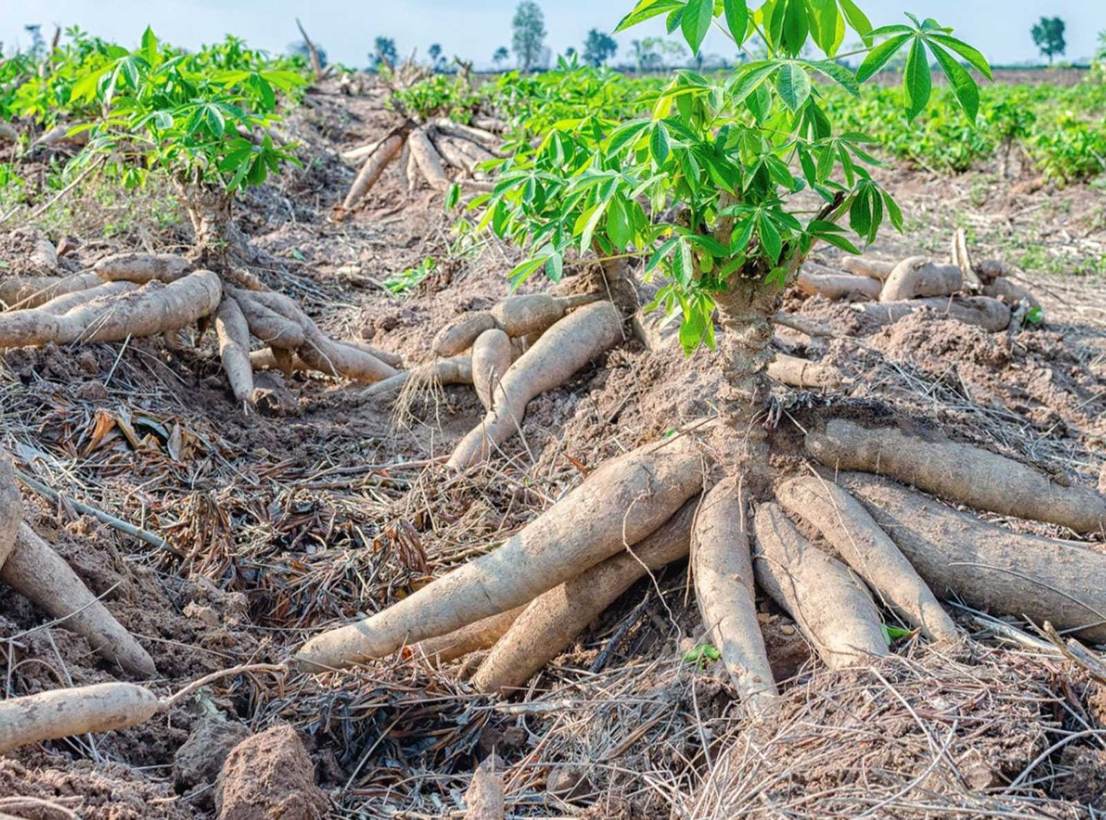 Mặt hàng sắn và các sản phẩm từ sắn của Việt Nam chủ yếu được xuất khẩu sang thị trường Trung Quốc. Mặt hàng sắn và các sản phẩm từ sắn của Việt Nam chủ yếu được xuất khẩu sang thị trường Trung Quốc.