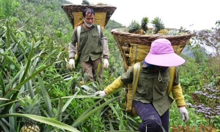 Người dân xã Bản Lầu, tỉnh Lào Cai thu hoạch dứa trên nương đồi. dua-viet-nam-1-tieu-de-5419.jpg