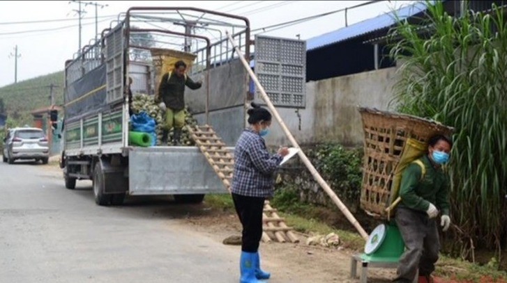 Thương lái thu mua dứa quả tươi của người dân Bản Lầu để bán nguyên liệu cho các nhà máy chế biến ở Hà Nam, Hưng Yên, Ninh Bình. dua-viet-nam-3-1203.jpg
