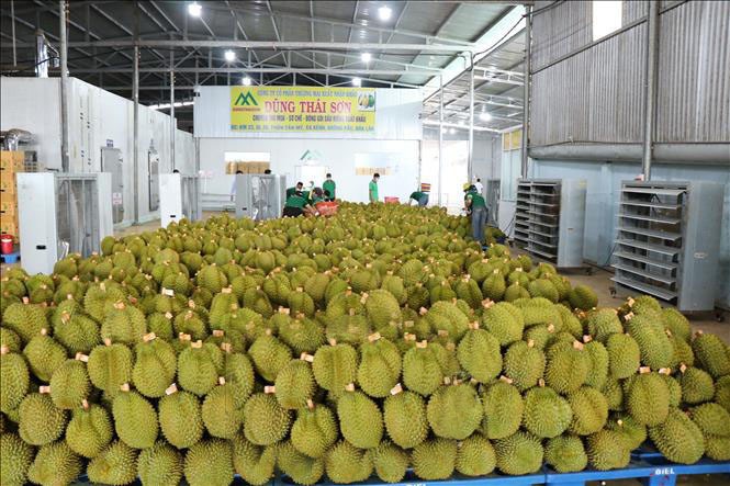 Doanh nghiệp thu mua sầu riêng đủ tiêu chuẩn xuất khẩu sang Trung Quốc. sau-rieng.jpg