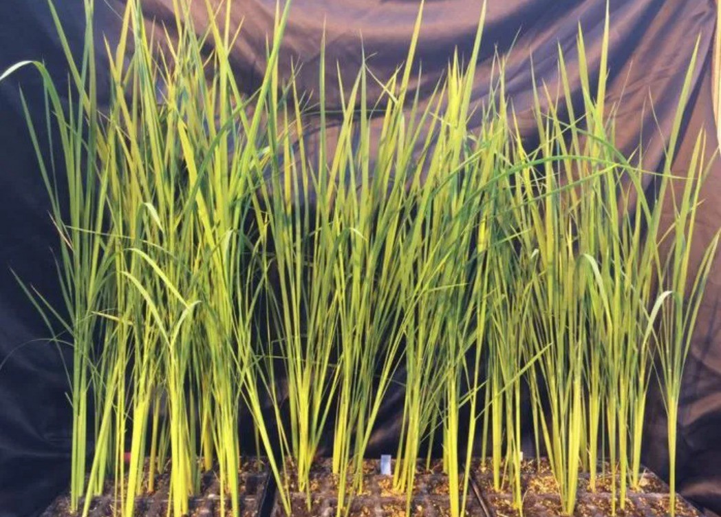Các nhà khoa học thuộc dự án Moon-Rice đang phát triển giống lúa siêu nhỏ, giàu protein, có khả năng sinh trưởng trong môi trường vi trọng lực. 12-7-gao-mat-trang-8425.jpg