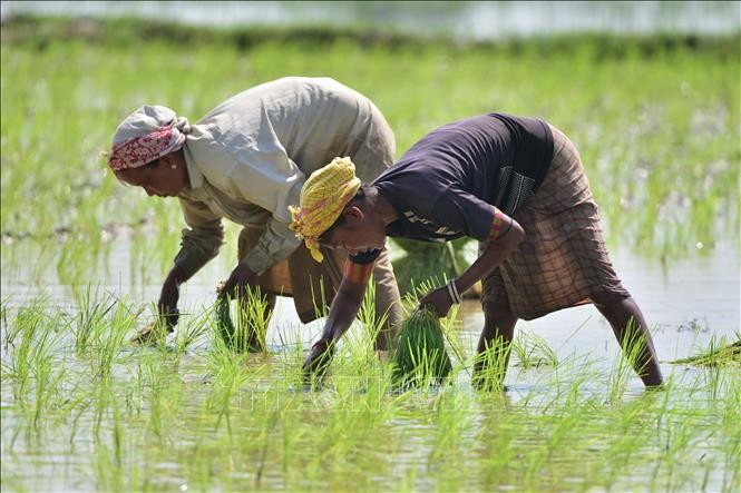 Nông dân trồng lúa trên cánh đồng ở Nagaon, bang Assam, Ấn Độ. nong-dan.jpg