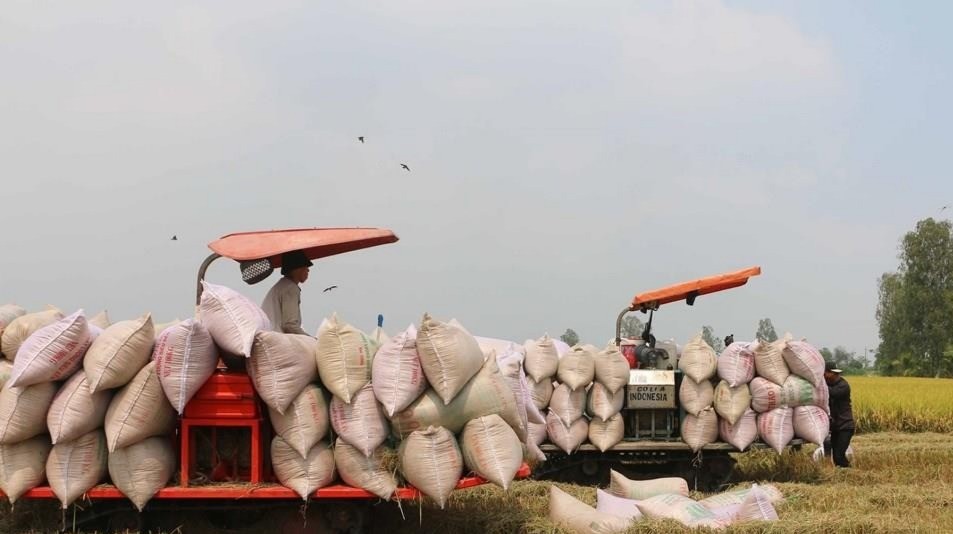 Nông dân huyện Thoại Sơn, tỉnh An Giang thu hoạch lúa Đông Xuân năm 2025. gao-vn-1-8703.jpg