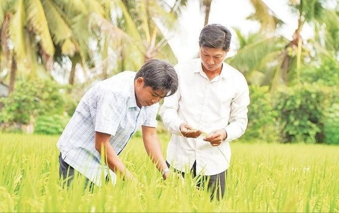 Nông dân Hợp tác xã Dịch vụ Nông nghiệp Thắng Lợi (tỉnh Đồng Tháp) thăm lúa sản xuất thí điểm thực hiện Đề án 1 triệu héc-ta lúa chất lượng cao, phát thải thấp. khuyen-nong-1-7719.jpg