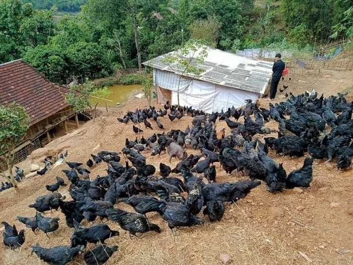 Đàn gà đen bản địa thích nghi tốt với khí hậu sương mù, lạnh giá quanh năm, trở thành lợi thế phát triển kinh tế vùng cao. ga-den.jpg