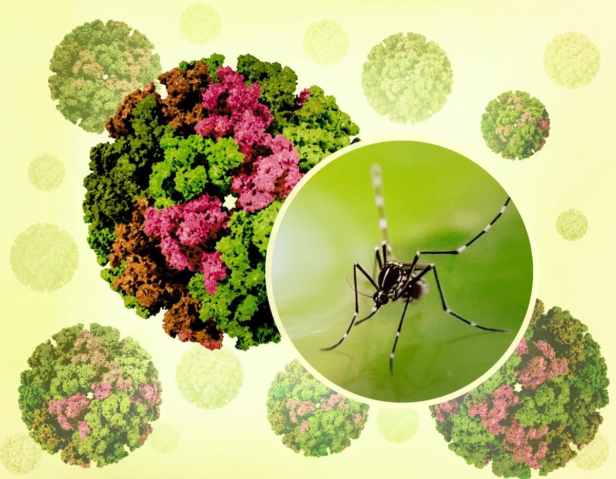 Virus chikungunya lây lan qua muỗi Aedes. Virus chikungunya lây lan qua muỗi Aedes.