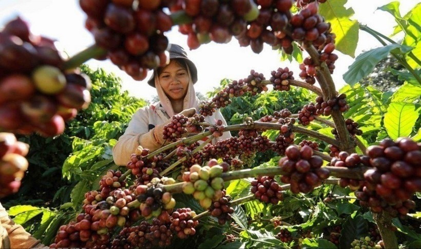 Thu hoạch cà phê ở vùng trồng của Công ty Simexco Daklak, thành phố Buôn Ma Thuột, tỉnh Đắk Lắk. ca-phe-8142-2500.jpg