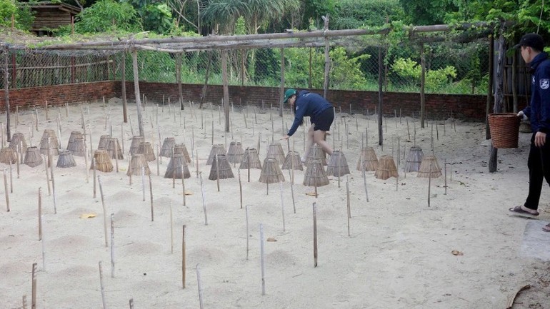 Tình nguyện viên kiểm tra, giám sát khu vực ấp trứng rùa tại Vườn quốc gia Côn Đảo. Tình nguyện viên kiểm tra, giám sát khu vực ấp trứng rùa tại Vườn quốc gia Côn Đảo.