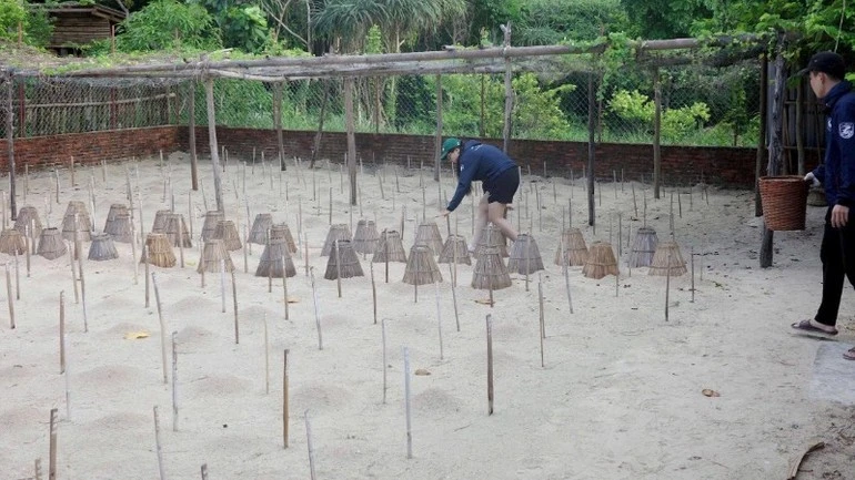 Tình nguyện viên kiểm tra, giám sát khu vực ấp trứng rùa tại Vườn quốc gia Côn Đảo.