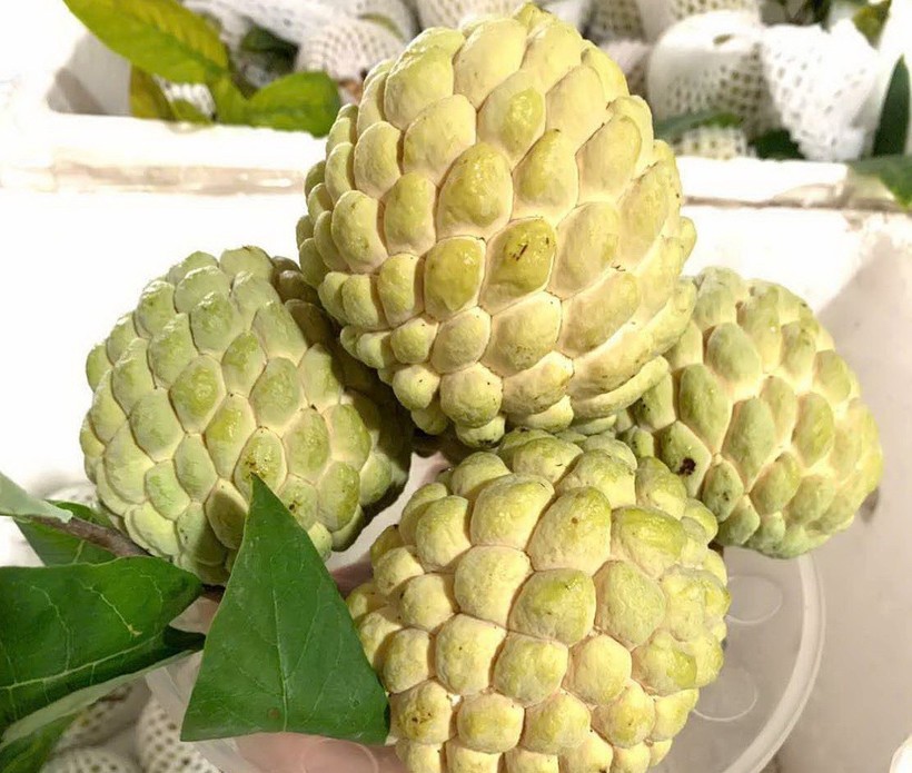 Na hay còn gọi là mãng cầu, quả tròn, to, nhiều hạt, khi chín cùi trắng, mềm và ngọt. Trong quả na có chứa chất vitamin C cao, vitamin B6 dồi dào, rất giàu magie và sắt. na.jpg