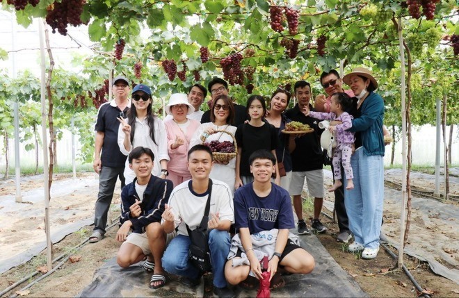 Du khách tham quan Trang trại nho Hoàng Yến (xã Ninh Phước, tỉnh Khánh Hòa). nho-2-227.jpg