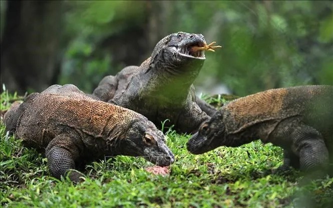 Rồng Komodo tại Indonesia. rong.jpg