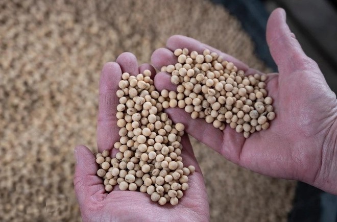 Landwirte ernten Sojabohnen auf einer Farm in Scribber, Nebraska, USA. dau-tuong.jpg