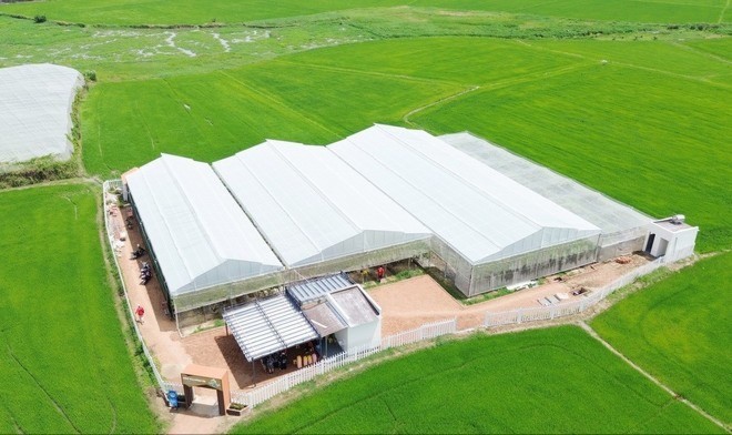 Mô hình trồng nho theo hướng nông nghiệp công nghệ cao tại xã Ninh Phước, tỉnh Khánh Hòa. nho-4-785.jpg
