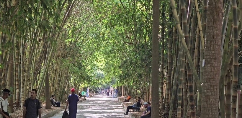 Con đường tre giữa lòng thủ đô Bắc Phi. te-o-vn-1827.jpg