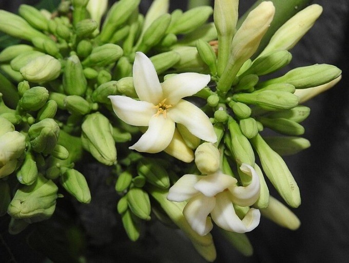 Những bài thuốc dân gian như hoa đu đủ đực ngâm mật ong cần tham khảo ý kiến chuyên môn, không tự ý sử dụng. hoa-du-du.jpg