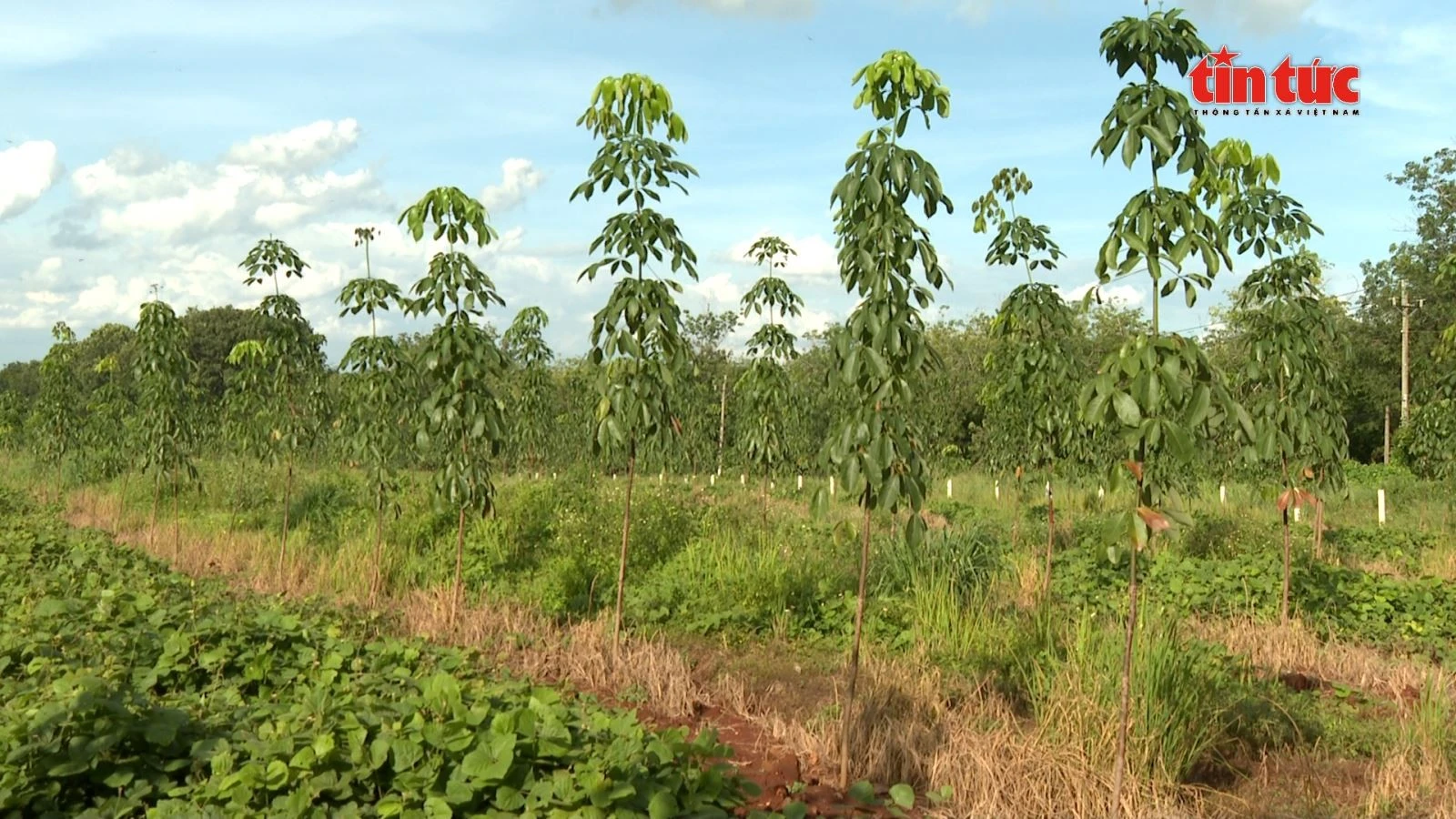 Phân bón hữu cơ được các công ty sử dụng bón cho chính những vườn cây của mình.