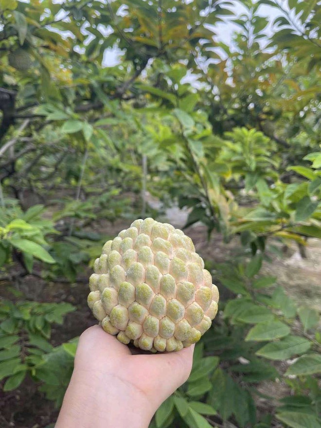 Na giàu chất chống ôxy hóa. (Nguồn: Vietnam+) Na giàu chất chống ôxy hóa. (Nguồn: Vietnam+)