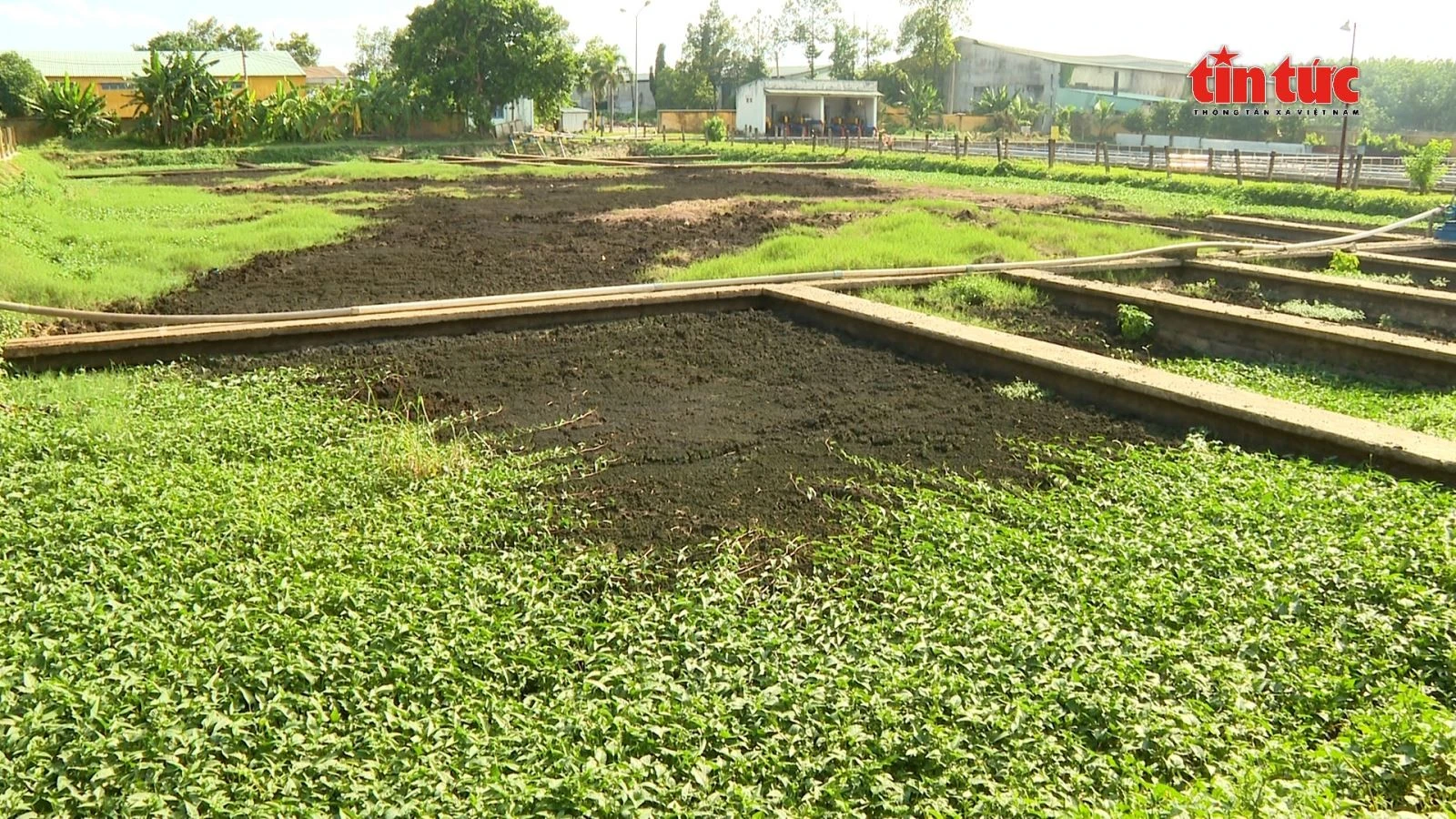 Bùn thải sau khi được ủ theo công nghệ đã tạo ra nguồn phân bón hữu cơ chất lượng cao.