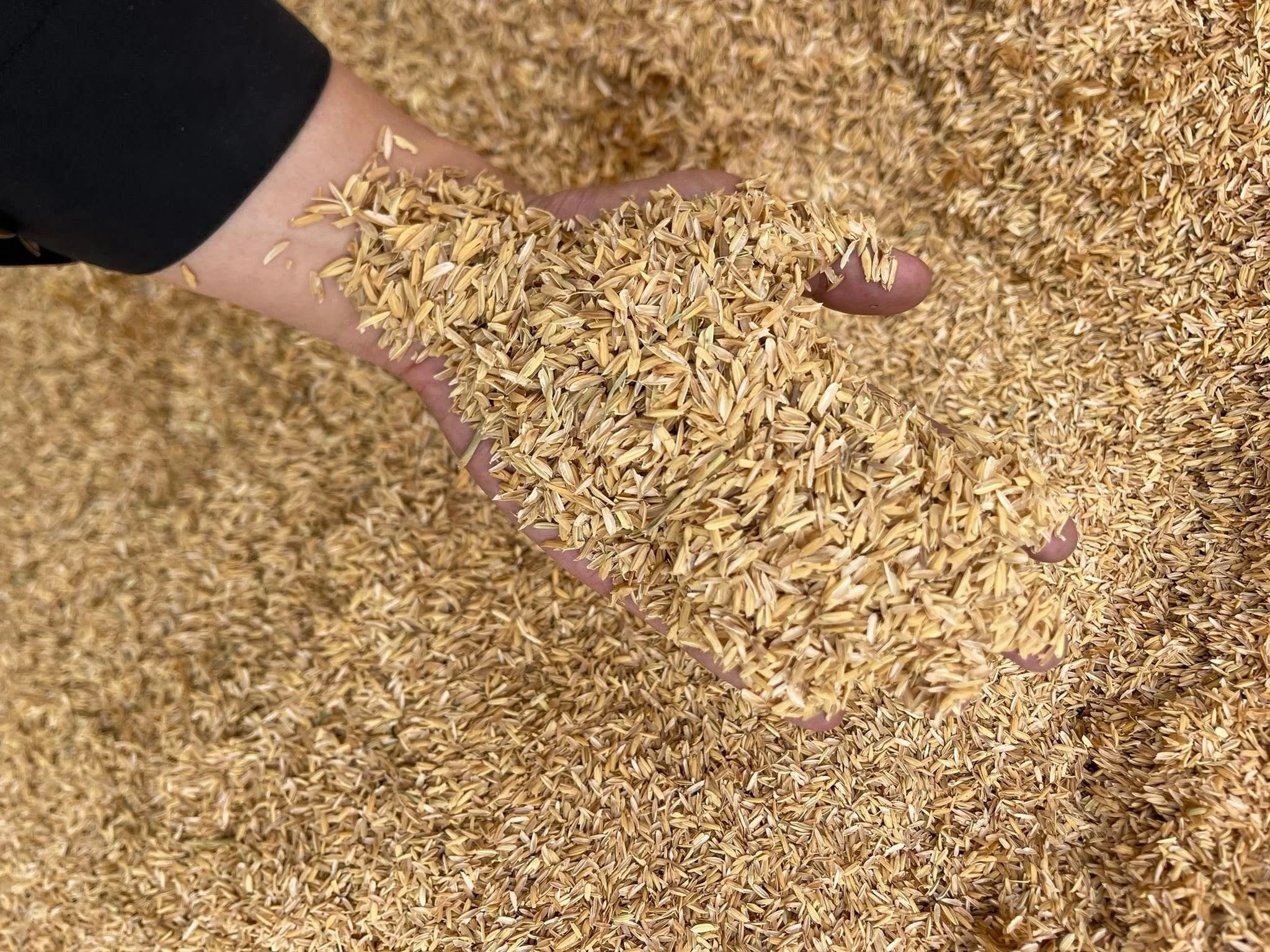 Vỏ trấu là một loại phụ phẩm nông nghiệp hữu ích.