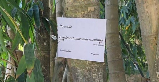 Bảng chỉ dẫn nguồn gốc cây tre. 9fb4d172183cf162a82d-9145.jpg