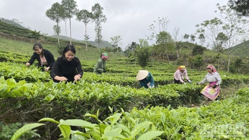 ការរើសតែនៅ Lao Cai។ hai-che.jpg