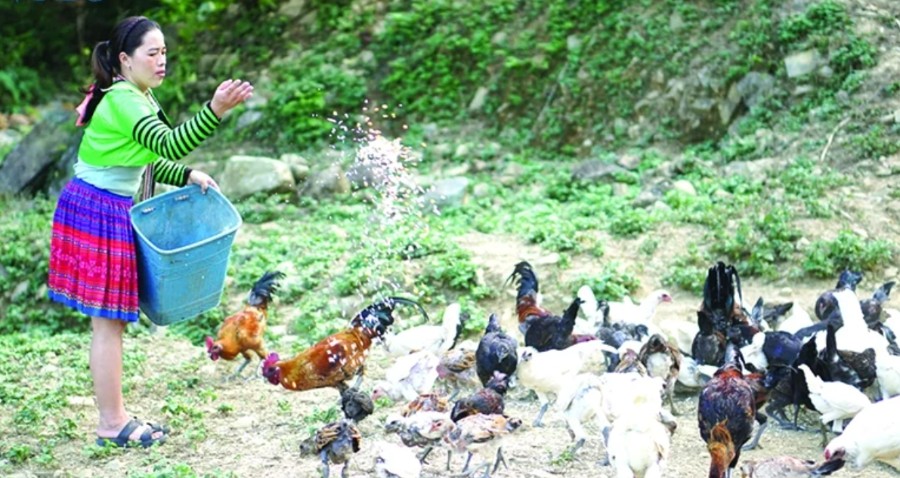 Gia đình anh Giàng A Vành, chị Thao Thị Chá xã Trung Lý nuôi gà đen bản địa quy mô lớn. Gia đình anh Giàng A Vành, chị Thao Thị Chá xã Trung Lý nuôi gà đen bản địa quy mô lớn.