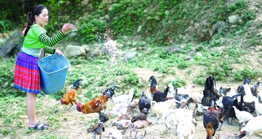 Gia đình anh Giàng A Vành, chị Thao Thị Chá xã Trung Lý nuôi gà đen bản địa quy mô lớn.