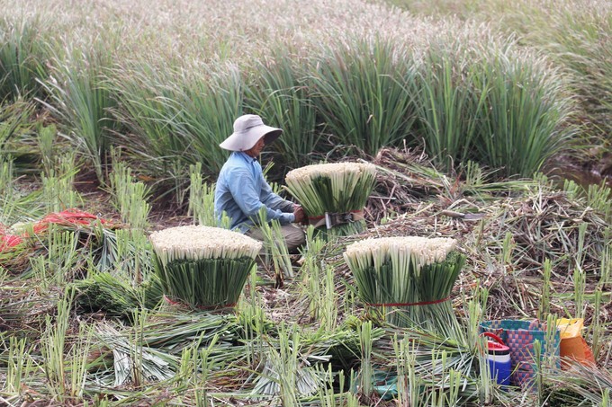 Cây sả ở Tân Phú Đông được ưa chuộng vì lượng tinh dầu nhiều. sa-4.jpg