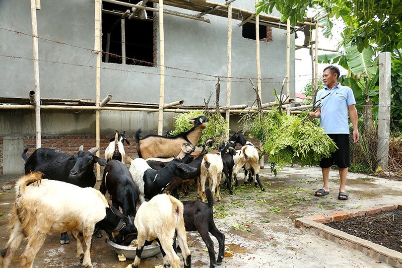 Mỗi năm gia đình ông Hùng xuất bán khoảng 30 - 50 con, thu về từ 120 – 150 triệu đồng de-5.jpg