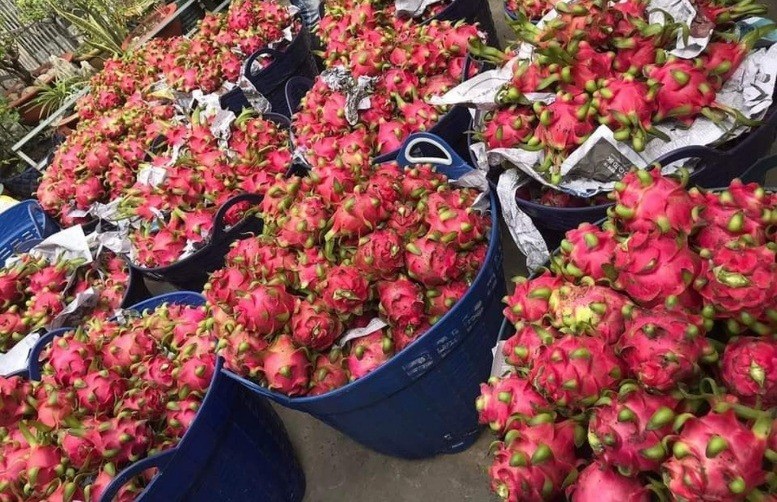 Doanh nghiệp cần chủ động hợp tác với nông dân để xây dựng vùng trồng đạt chuẩn. hoi-nhap-kt-4273.jpg