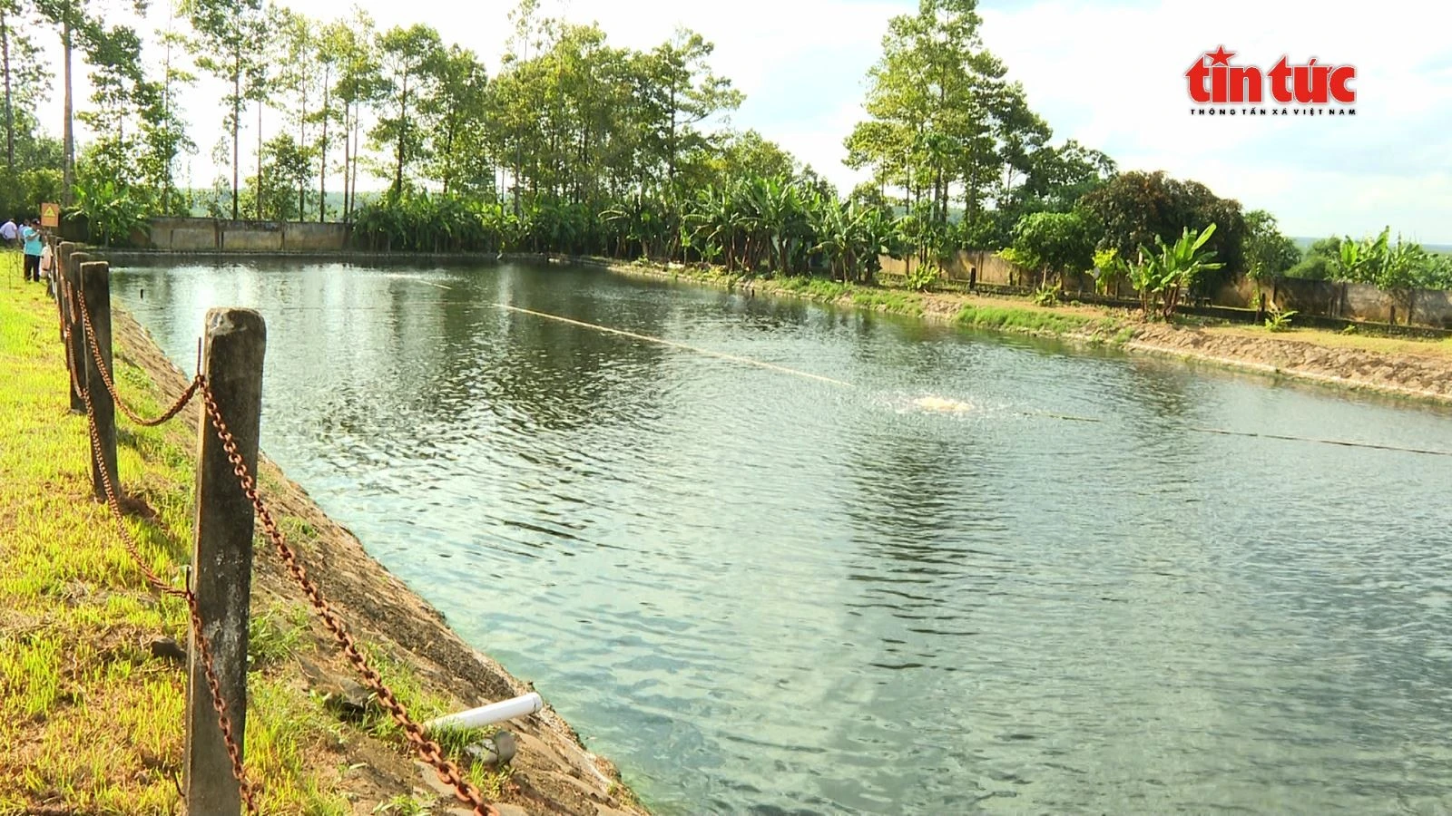 Nhờ áp dụng công nghệ, nước thải sau khi qua các bể lắng có thể nuôi cá và tưới tiêu.