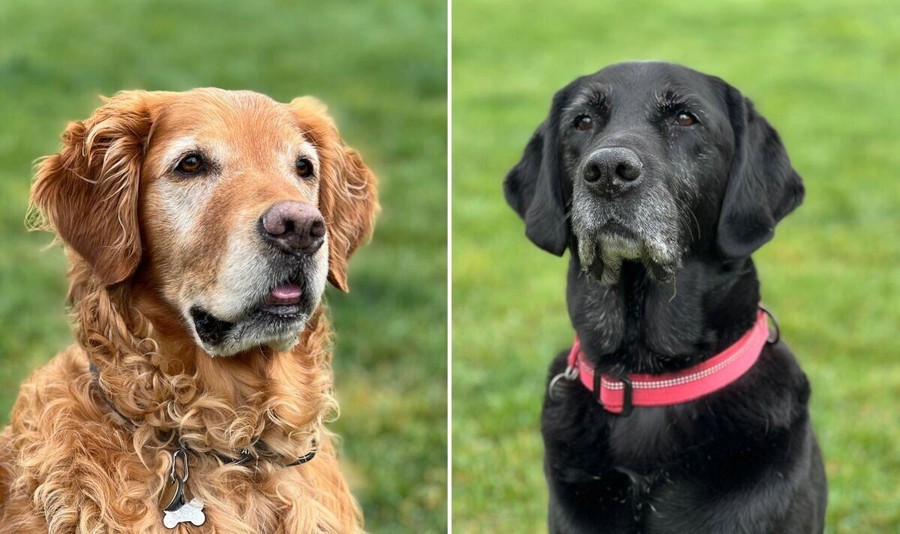 Hai chú chó siêu đánh hơi Bumper (trái) và Peanut được huấn luyện bởi tổ chức từ thiện Medical Detection Dogs. 16-7-cho-chua-benh.jpg