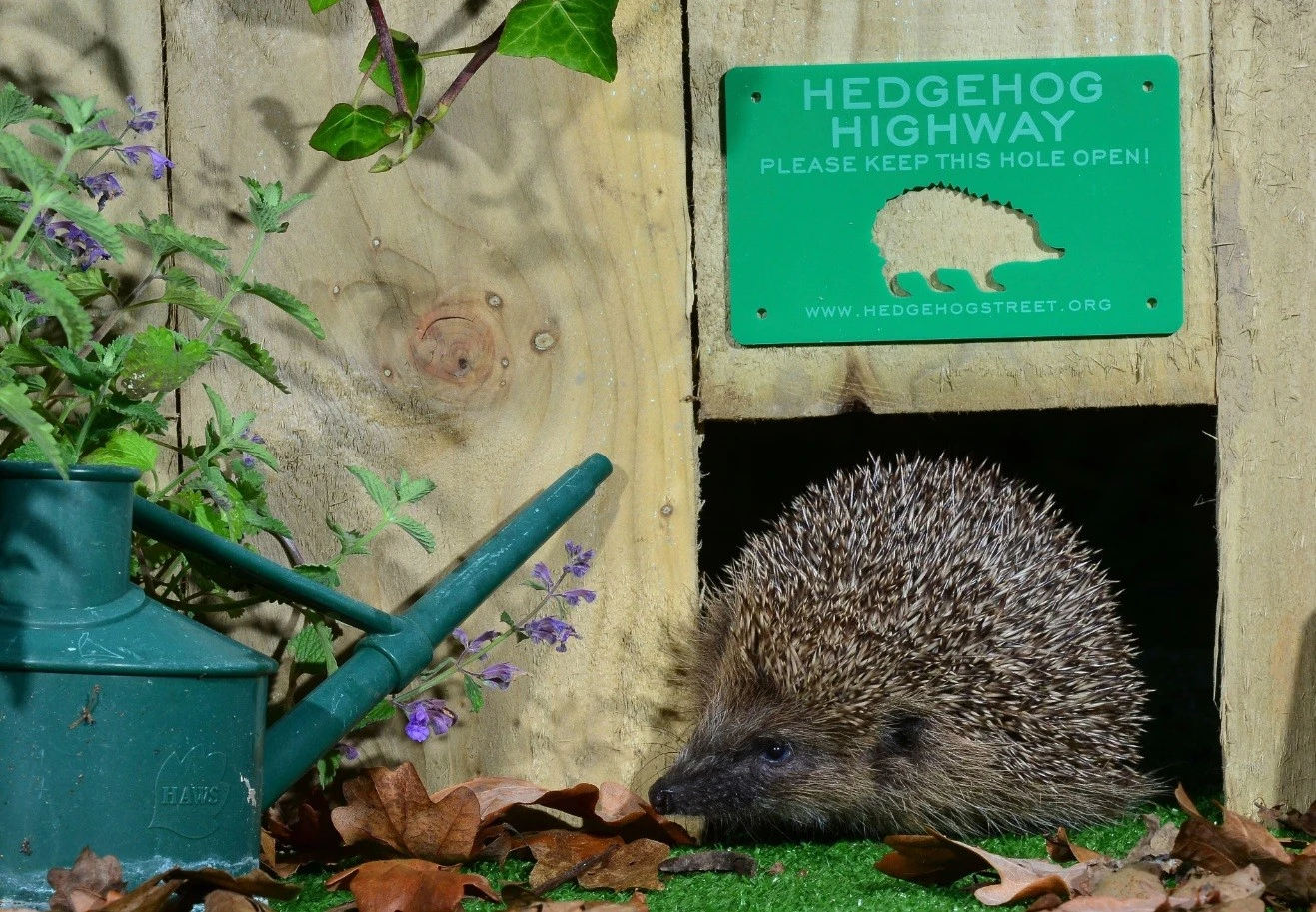 Lối đi cho nhím là những khe nhỏ trên hàng rào, tường, giúp động vật di chuyển giữa các khu vườn và không gian xanh.