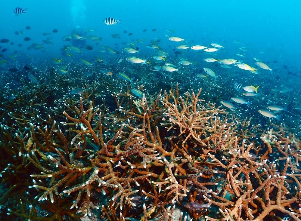Các loài cá tại vùng biển ngoài khơi Mayotte, Pháp. bien-ca.jpg