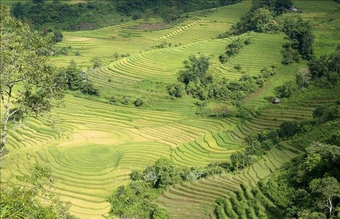 Vào mùa lúa chín, xã Mường Hum, huyện Bát Xát (Lào Cai) hiện lên đầy quyến rũ với thung lũng ruộng bậc thang xếp thành tầng như những nấc thang cao vút bắc lên tận trời.