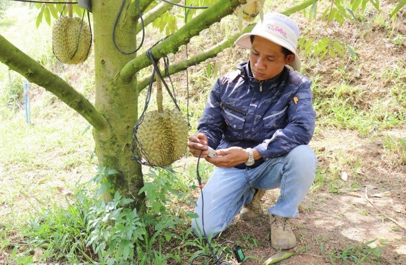 Kỹ thuật viên của trang trại Sakura Farm (xã Đông Khánh Sơn, Khánh Hòa) sử dụng thiết bị kiểm tra, phân tích, chẩn đoán “sức khỏe” của đất trồng cây sầu riêng, đưa ra các chỉ số chính xác và khuyến nghị phương án xử lý kịp thời. sau-rieng-4123.jpg