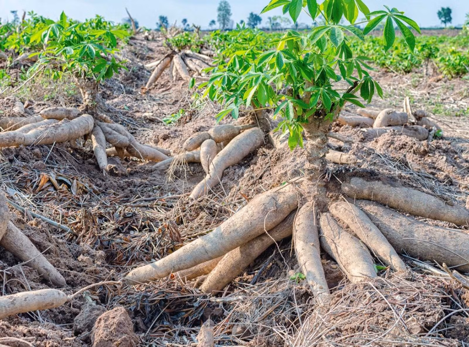 Mặt hàng sắn và các sản phẩm từ sắn của Việt Nam chủ yếu được xuất khẩu sang thị trường Trung Quốc.