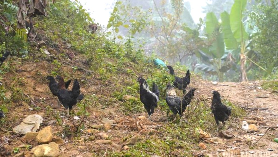 Đàn gà đen khỏe mạnh đang mải miết kiếm ăn dưới chân đồi. Đàn gà đen khỏe mạnh đang mải miết kiếm ăn dưới chân đồi.