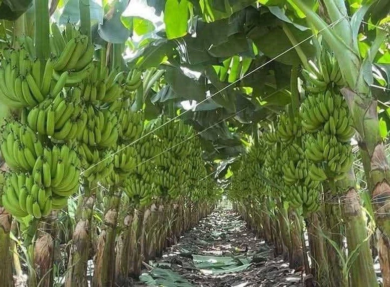 Từ đầu năm đến nay, chuối Việt Nam đã chiếm gần 50% thị phần nhập khẩu của Trung Quốc nhờ cải thiện chất lượng, mẫu mã và lợi thế logistics.