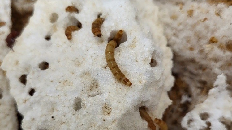 Sử dụng sâu bột (mealworm) để phân hủy polystyrene – loại nhựa xốp phổ biến trong bao bì, hộp đựng thực phẩm và vật liệu cách nhiệt. sau-bot-236-7356.jpg