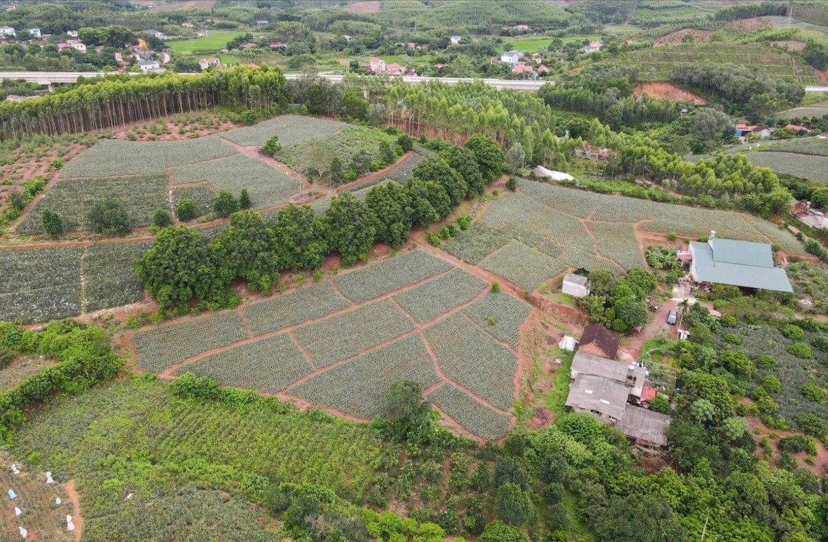 Toàn cảnh vùng trồng dứa sạch Hương Sơn. dua-1-6893.jpg