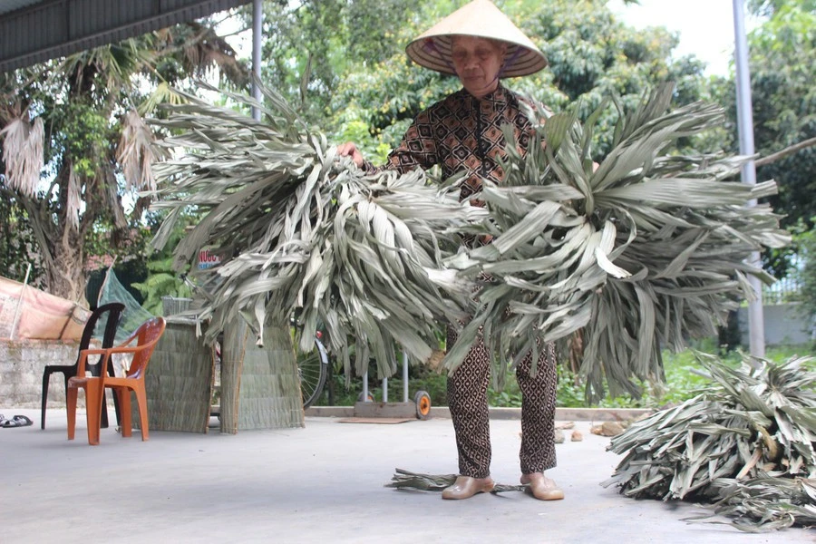 Lá tơi - nguyên liệu chính để làm áo tơi Yên Lạc.