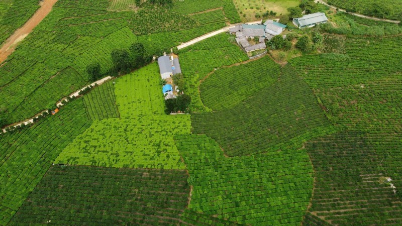 Xã Bản Lầu có hơn 2.500 ha chè, mang lại nguồn thu nhập ổn định cho Nhân dân. dua.jpg